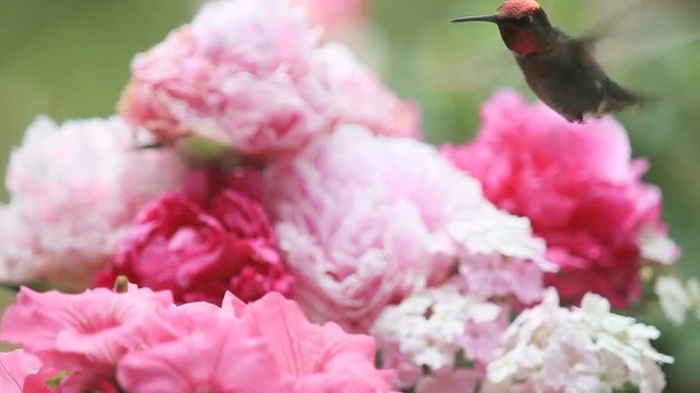A hummingbird feeds from a mass of pink peonies and petunias.