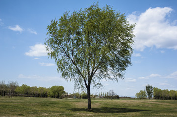 A lonely tree in outside