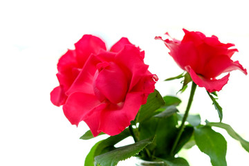Two red rose flowers on a white background.
