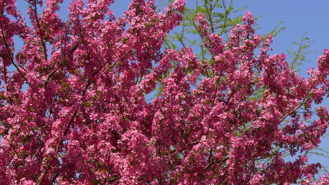 famous spring blossom sakura tree new york brooklyn 4k usa
