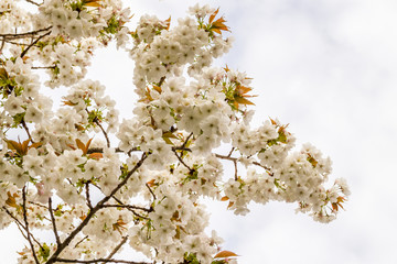 Cherry blossom, sakura flowers at spring, nature, background