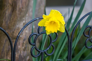 Foto op Canvas Daffodil flower or narcissus isolated  © olegmayorov