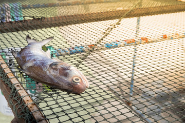 Dried fish,salted fish