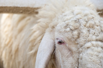 Naklejka premium The eyes of sheep.