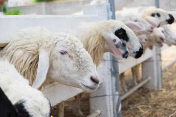 Fototapeta premium Closeup face of sheep in farm