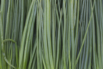Green onions. Striped green background
