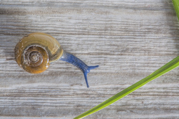 blue slug