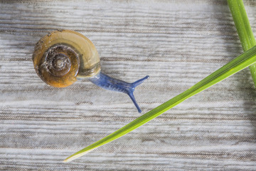 blue slug
