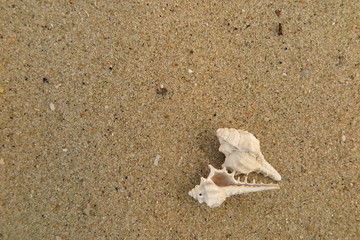 Fototapeta na wymiar fossil shell on the sand beach, Phuket Thailand