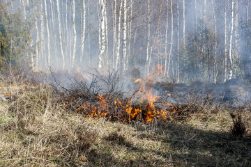 forest fire