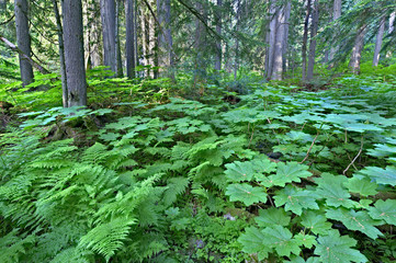 Mount Revelstoke National Park