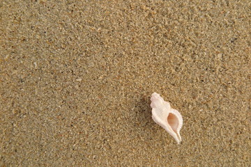 fossil shell on the sand beach, Phuket Thailand