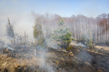 Obraz na płótnie Canvas forest fire