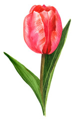 Watercolor drawing of red tulip, vintage style, on white