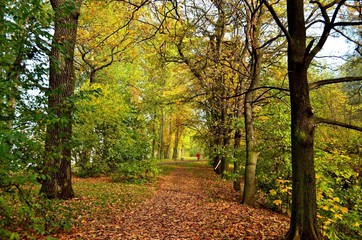 Naklejka premium Autumn in the city Park.