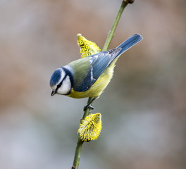 Fototapeta premium Blue tit on goat willow with catkins