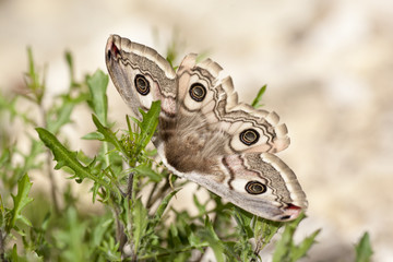 buterfly