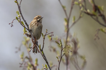 Rohrammer (Emberiza schoeniclus)
