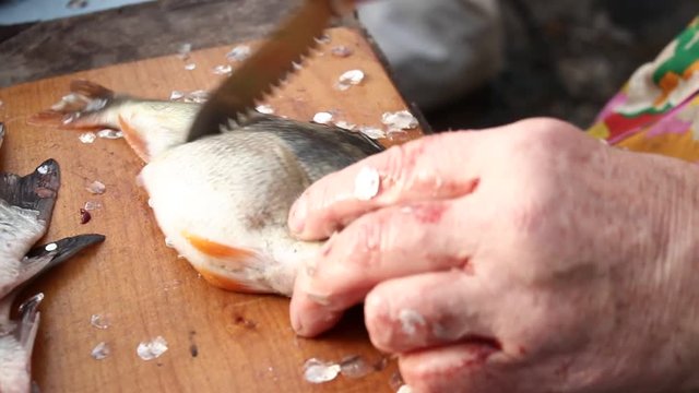 Woman cleans a fish. Evisceration of fish. fresh fish processing. Skinning fish.