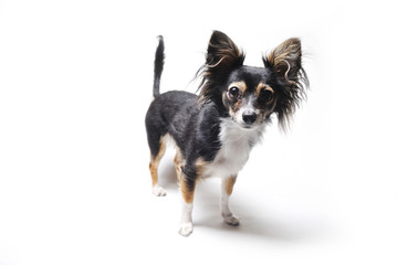 photo of interested emotional toy terrier dog isolated on white background