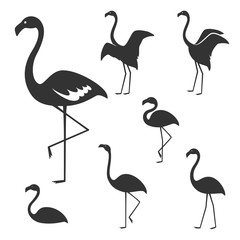 Flamingo, Vector illustration.