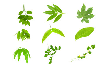 Collection of green leaves on white background.