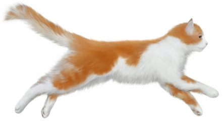 рыжая кошка с белыми пятнами прыгает на белом фоне - obrazy, fototapety, plakaty