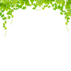 Obraz na płótnie Canvas Green leaves frame isolated on white background.