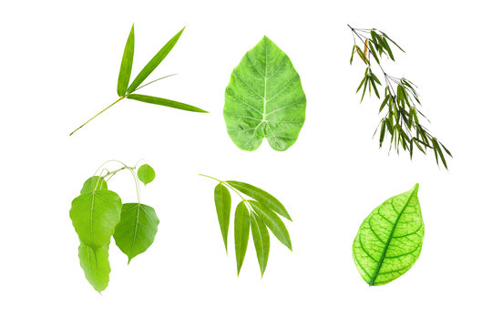Collection of green leaves on white background.
