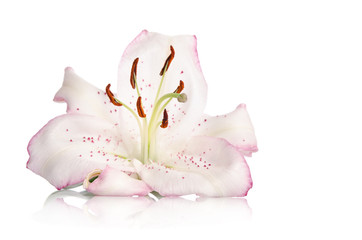  pink lily flower isolated on white background