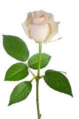 beautiful single white rose on a white background