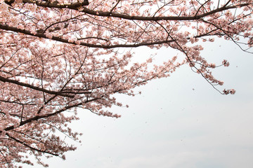 Petals fall and the cherry tree in full bloom