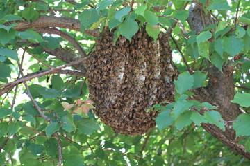 swarm of bees