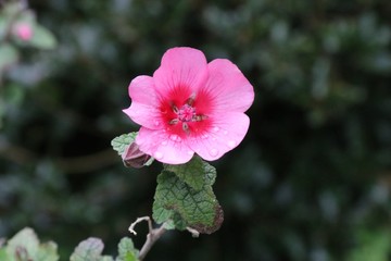 pink flower after rain 