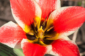 red flower tulip