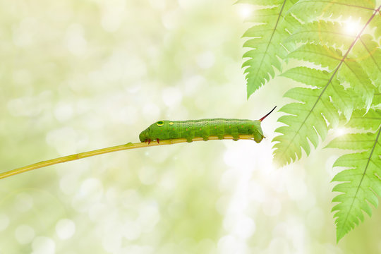 Green  worm   on plant stick on nature green background ,with cl