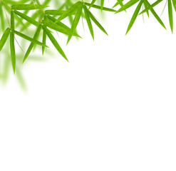 bamboo leaves frame  isolated on white background