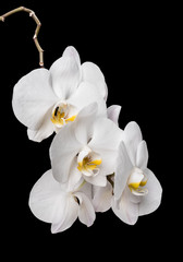 White orchid flowers isolated on black background. Orchidaceae.