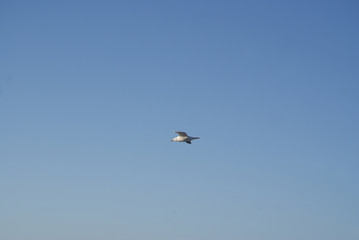 Möwe fliegt
