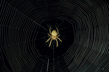 dangerous spider web background at night