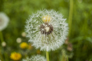 Macro Dandelion central position