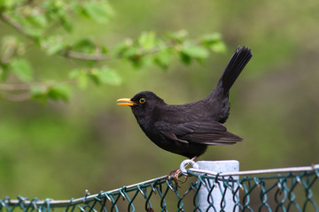 Blackbird with open beak on a chain link fence against a blurred green background - obrazy, fototapety, plakaty