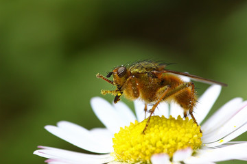 Fly on a daisy against a blurred green background