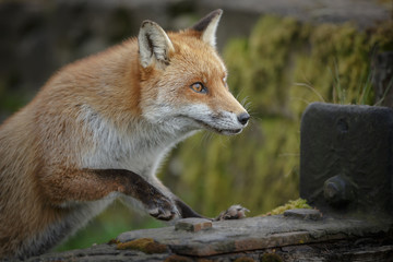 Urban fox