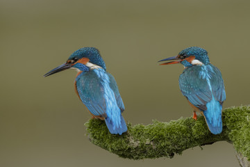 A pair of kingfishers