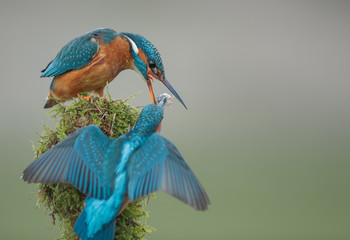 Female kingfisher demanding her meal