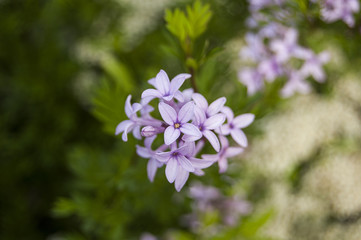 Top view violet flowers