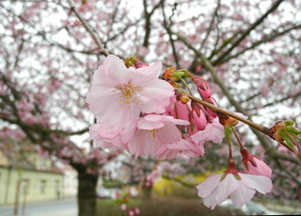 Цветущая сакура