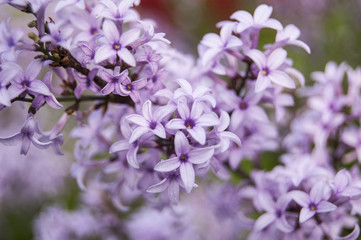 Wallpaper violet flowers on blur background