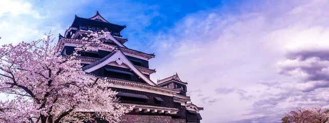 Poster Schloss Kumamoto und Kirschblüten © narutake